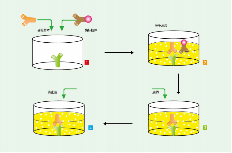 腈水解酶1抗体说明书_上海雅吉生物科技有限