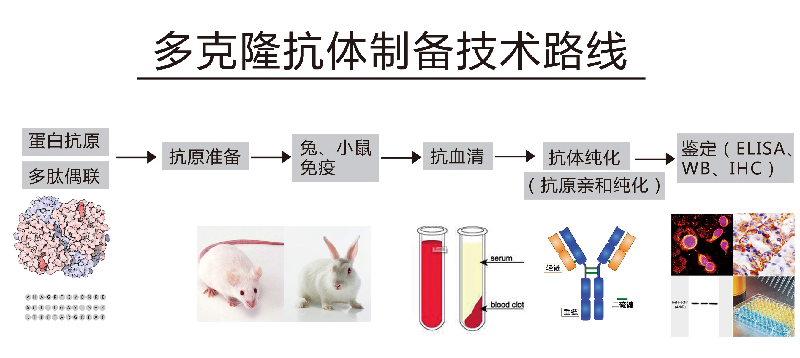 博奥森多克隆 博奥森多克隆