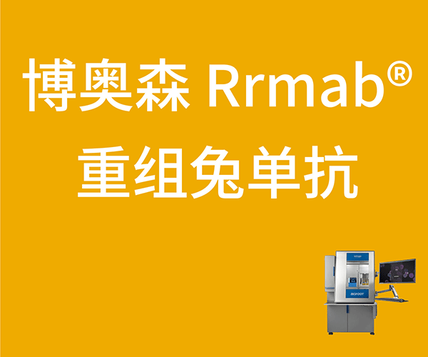 内参抗体