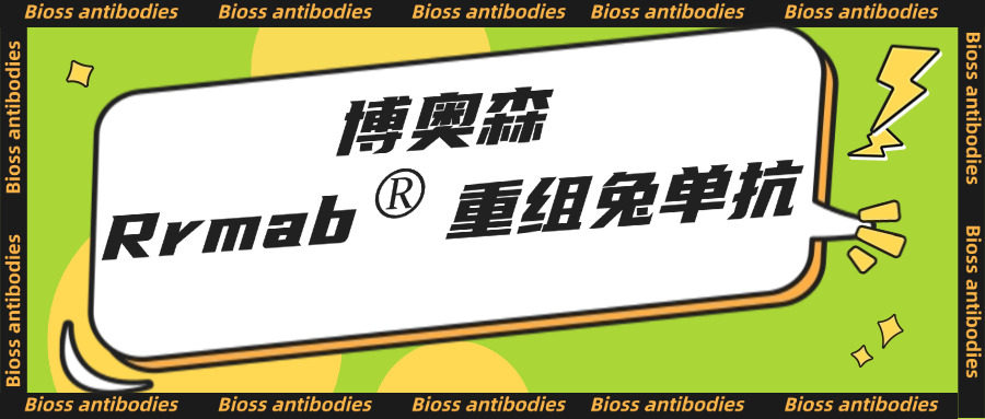 内参抗体
