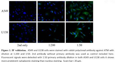 ATM毛细血管扩张性共济失调症突变蛋白抗体