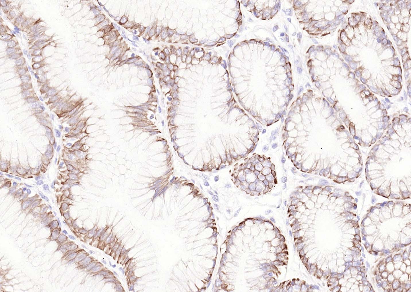 生物素标记的羊抗小鼠IgG H&L-bs-0296G-Bio