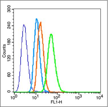 类固醇激素合成急性调节蛋白抗体-bs-3570R