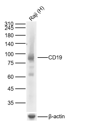 CD19重组兔单抗-bsm-60605R