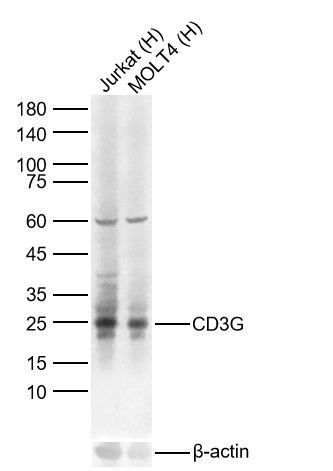 CD3G重组兔单抗-bsm-60390R