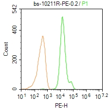 叉头蛋白P3抗体-bs-10211R