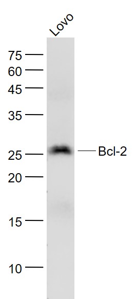 Bcl-2单克隆抗体-bsm-33411M