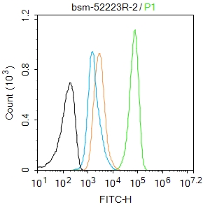 细胞信号转导分子Smad-2重组兔单抗-bsm-52223R