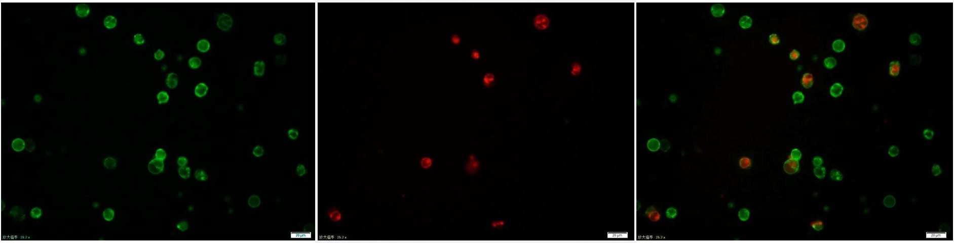 Annexin V-FITC细胞凋亡检测试剂盒-BA00101