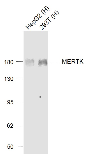 MERTK重组兔单抗-bsm-52273R