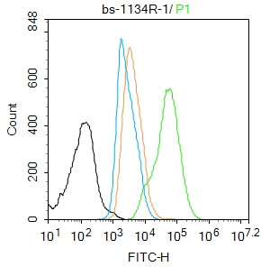 核心结合因子α1/成骨特异性转录因子/Cbfα1抗体-bs-1134R
