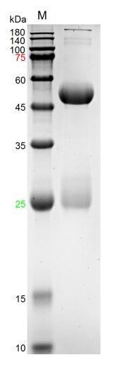 大鼠IgG（亲和纯化)-bs-0293P