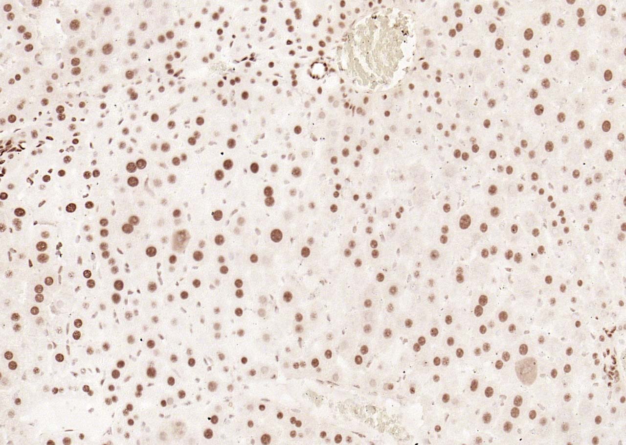 磷酸化细胞信号转导分子SMAD5重组兔单抗-bsm-52206R