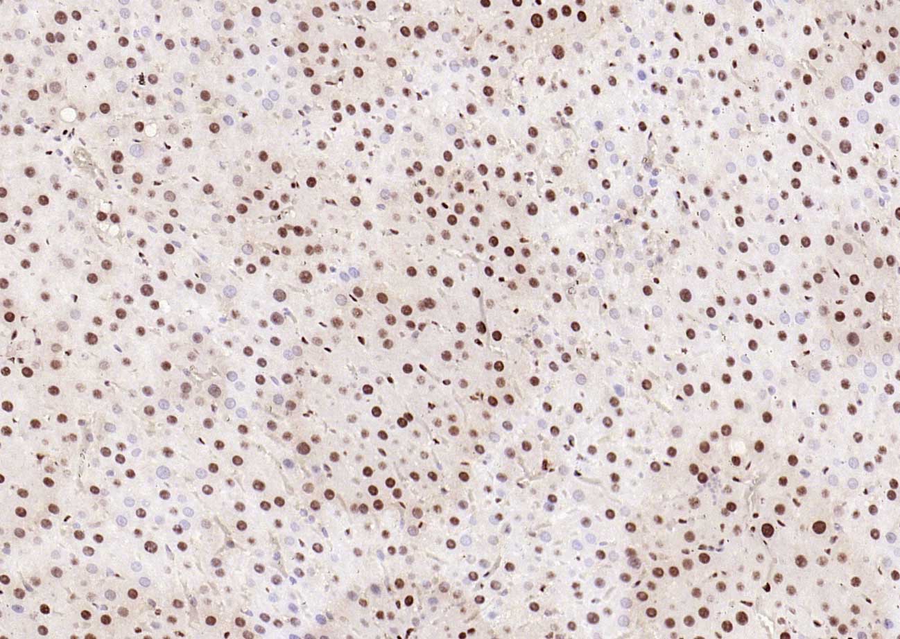 磷酸化细胞信号转导分子SMAD5重组兔单抗-bsm-52206R
