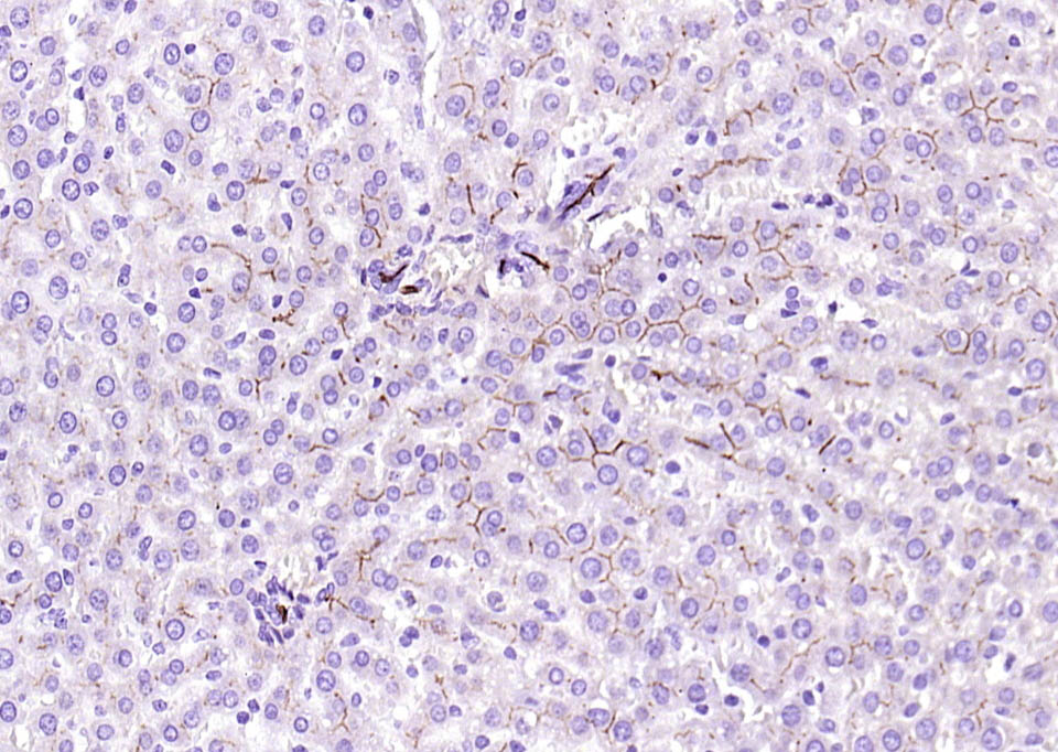 CD13重组兔单抗-bsm-60371R