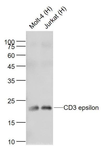 CD3E重组兔单抗-bsm-52386R