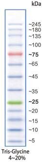 彩色预染宽范围蛋白marker（5-245 kDa）-C05-09004