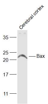 Bax抗体-bs-0127R