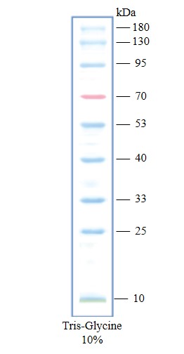 彩色预染蛋白marker（10-180kDa）-C05-09002