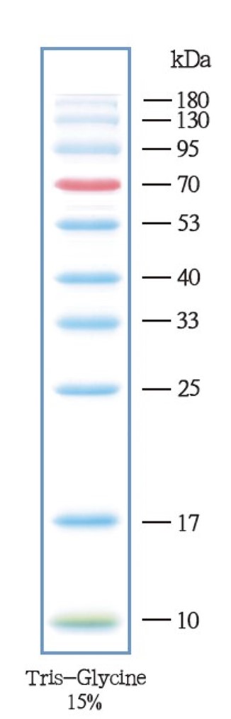 彩色预染蛋白marker（10-180kDa）-C05-09002
