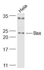 Bax抗体-bs-0127R