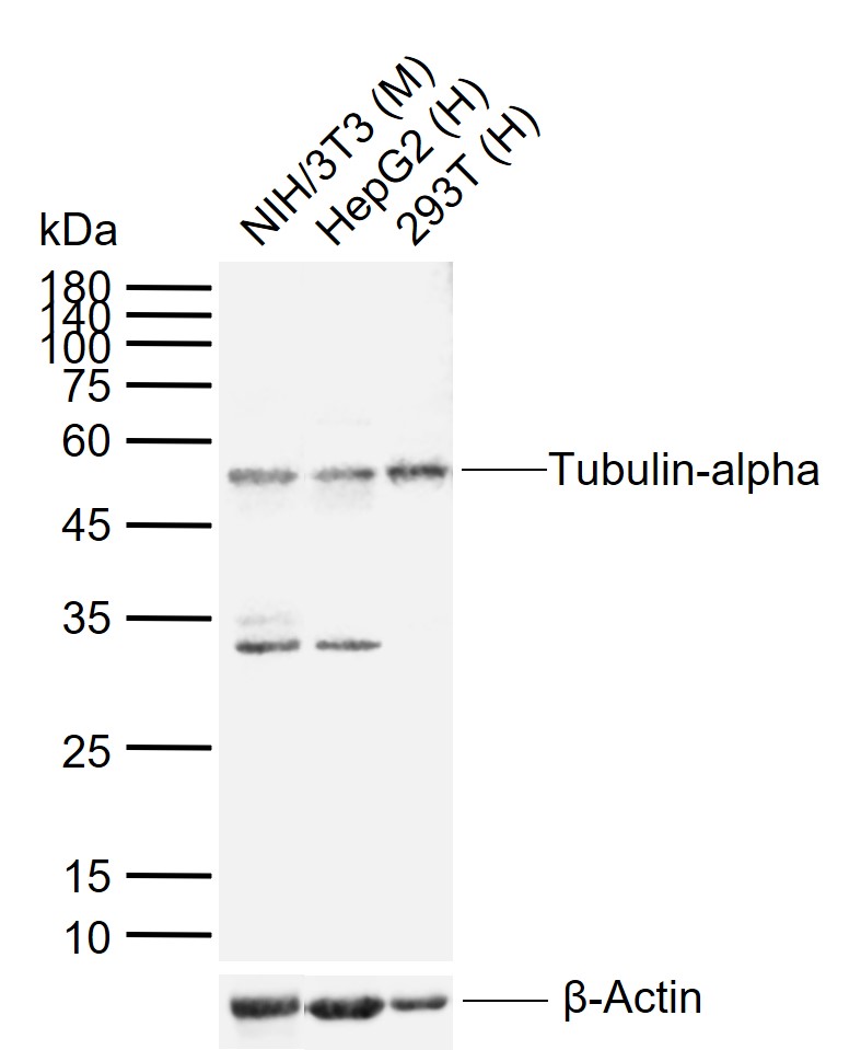 微管蛋白α/Tubulin α（内参）抗体-bs-0159R