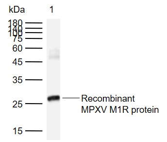 猴痘病毒MIR抗体-bs-42062R