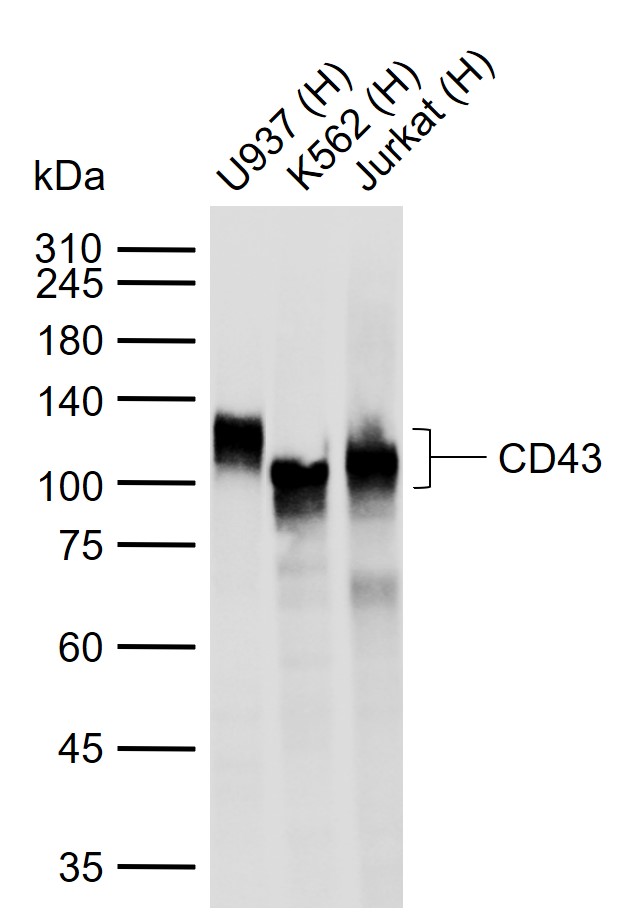 CD43重组兔单抗-bsm-60237R