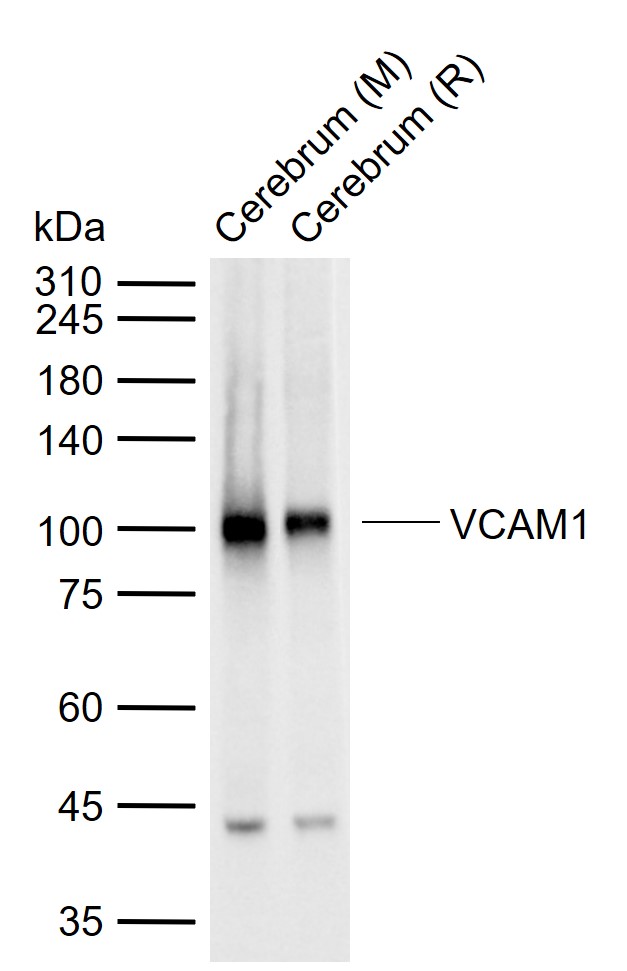 血管内皮细胞粘附分子（CD106）重组兔单抗-bsm-52248R