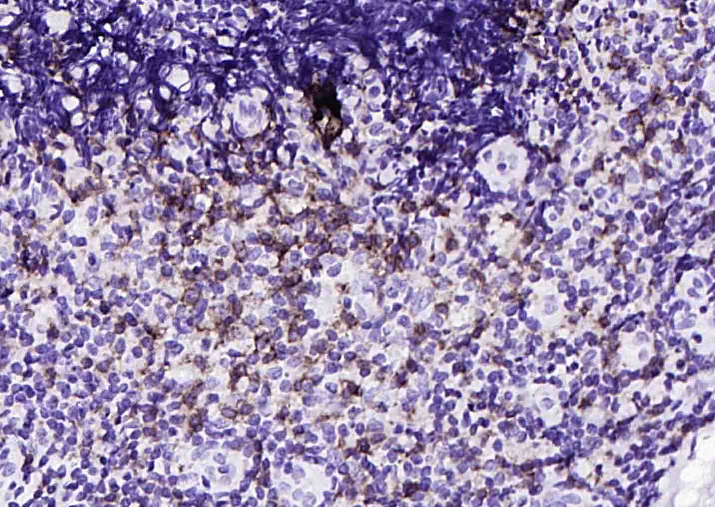 CD8重组兔单抗-bsm-60735R