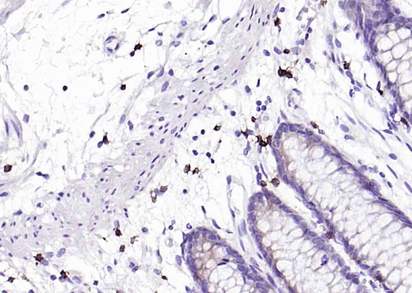CD8重组兔单抗-bsm-60735R
