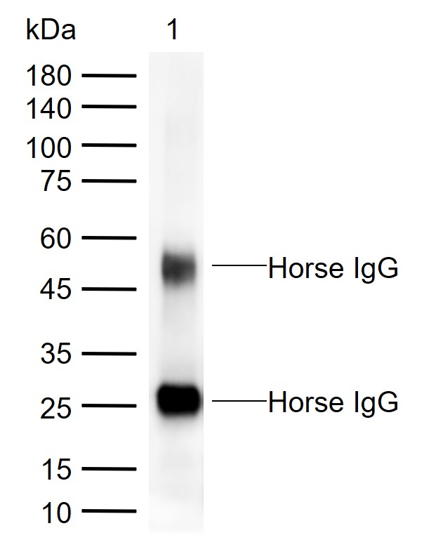 辣根过氧化物酶标记的兔抗马IgG H&L-bs-0308R-HRP