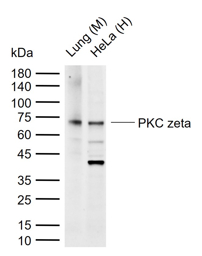 蛋白激酶C zeta重组兔单抗-bsm-60921R