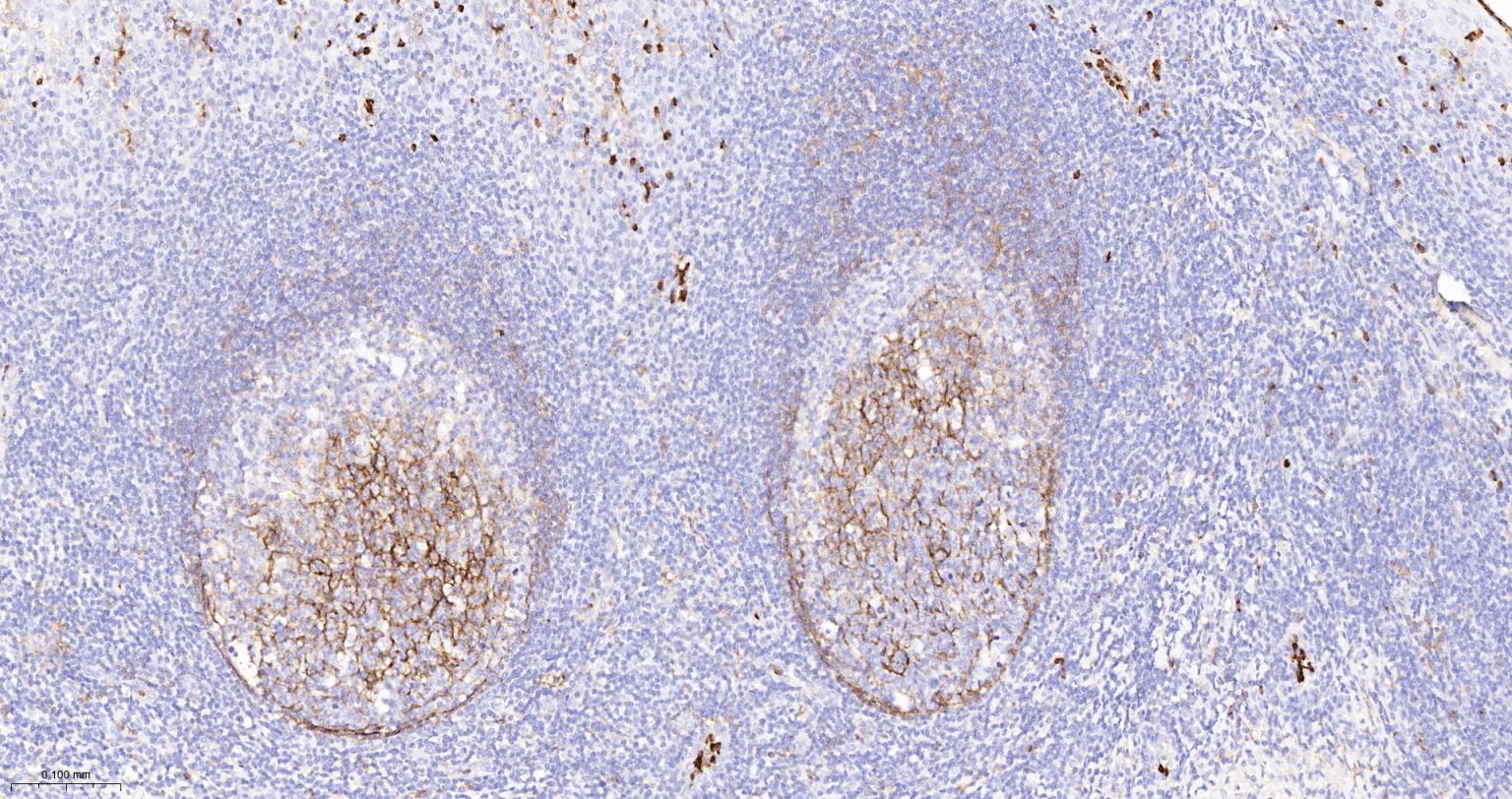 整合素αM单克隆抗体-bsm-54156R