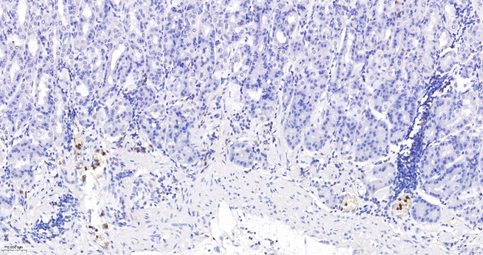 整合素αM单克隆抗体-bsm-54156R