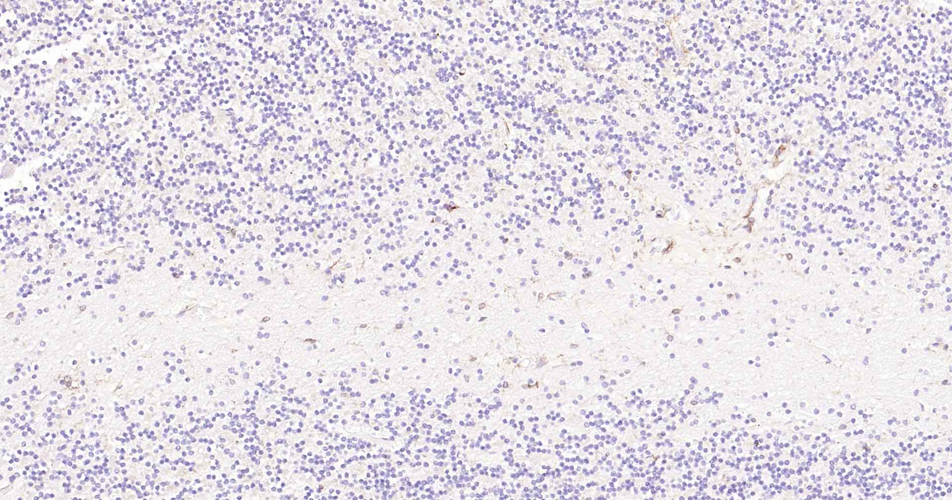 整合素αM单克隆抗体-bsm-54156R