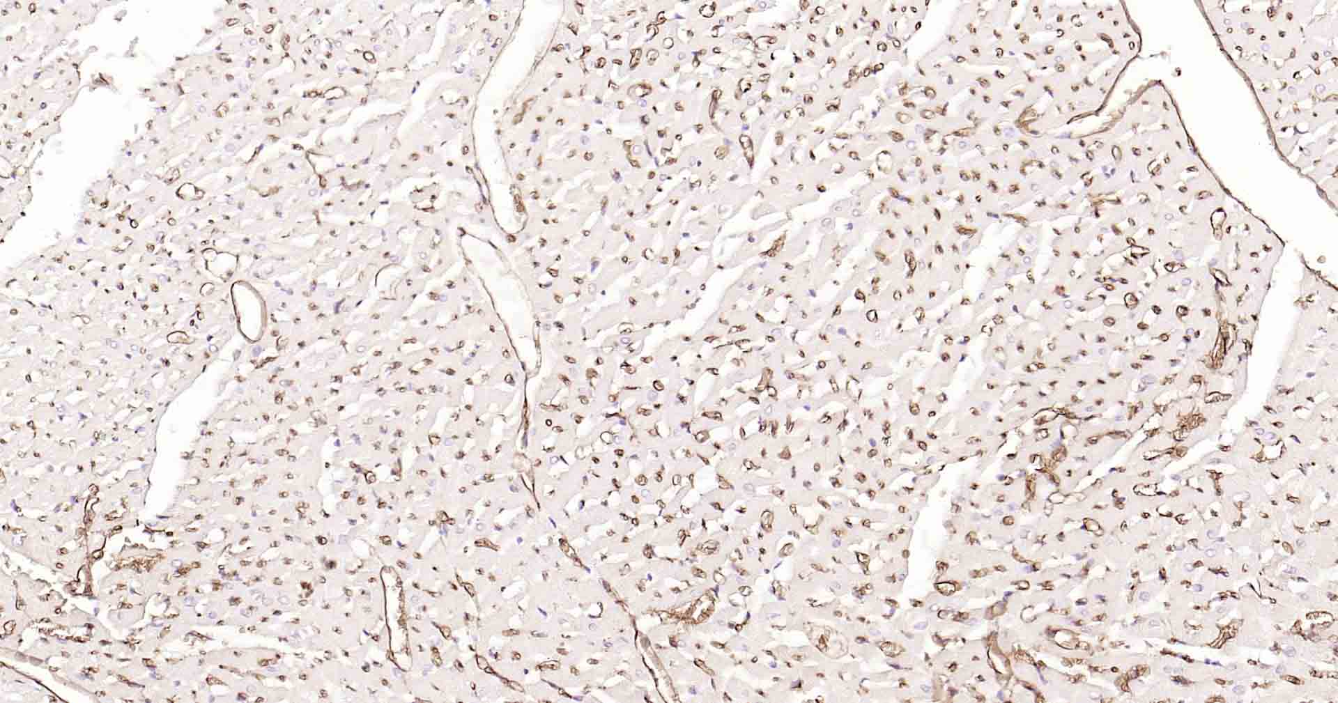 水通道蛋白1重组兔单抗-bsm-52909R
