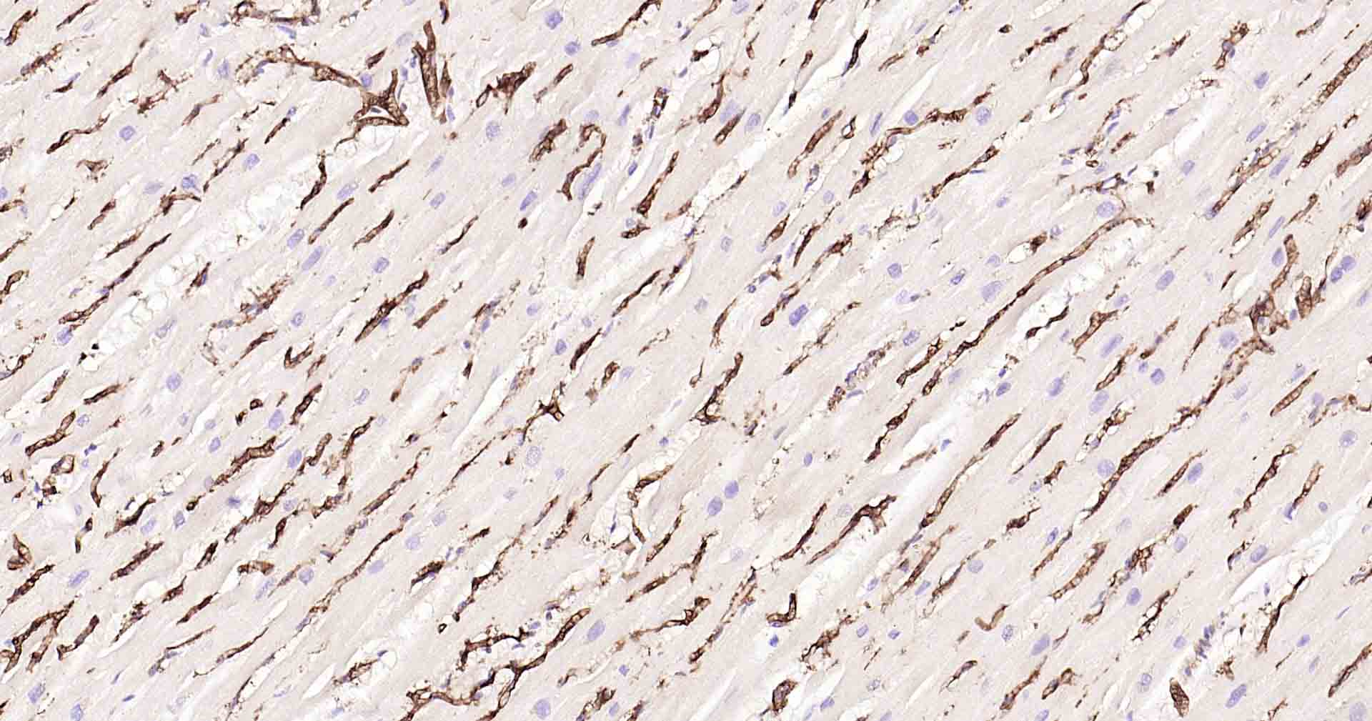 水通道蛋白1重组兔单抗-bsm-52909R