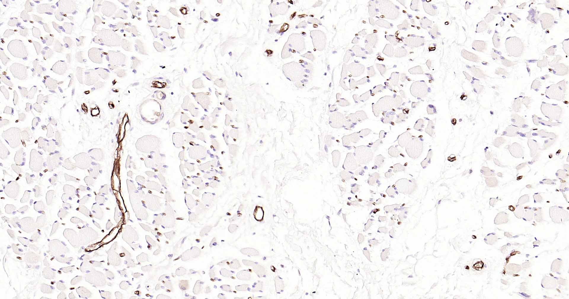 水通道蛋白1重组兔单抗-bsm-52909R