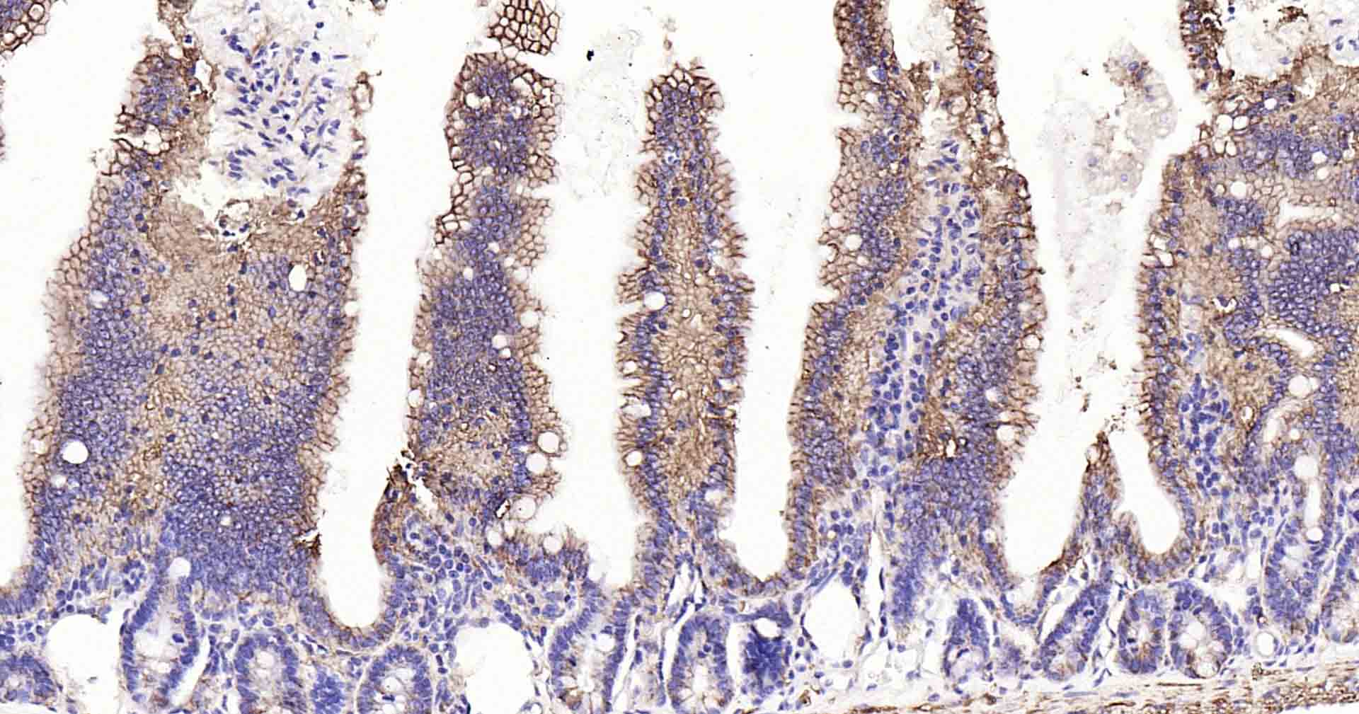 钠钾ATP酶蛋白a1重组兔单抗-bsm-52485R