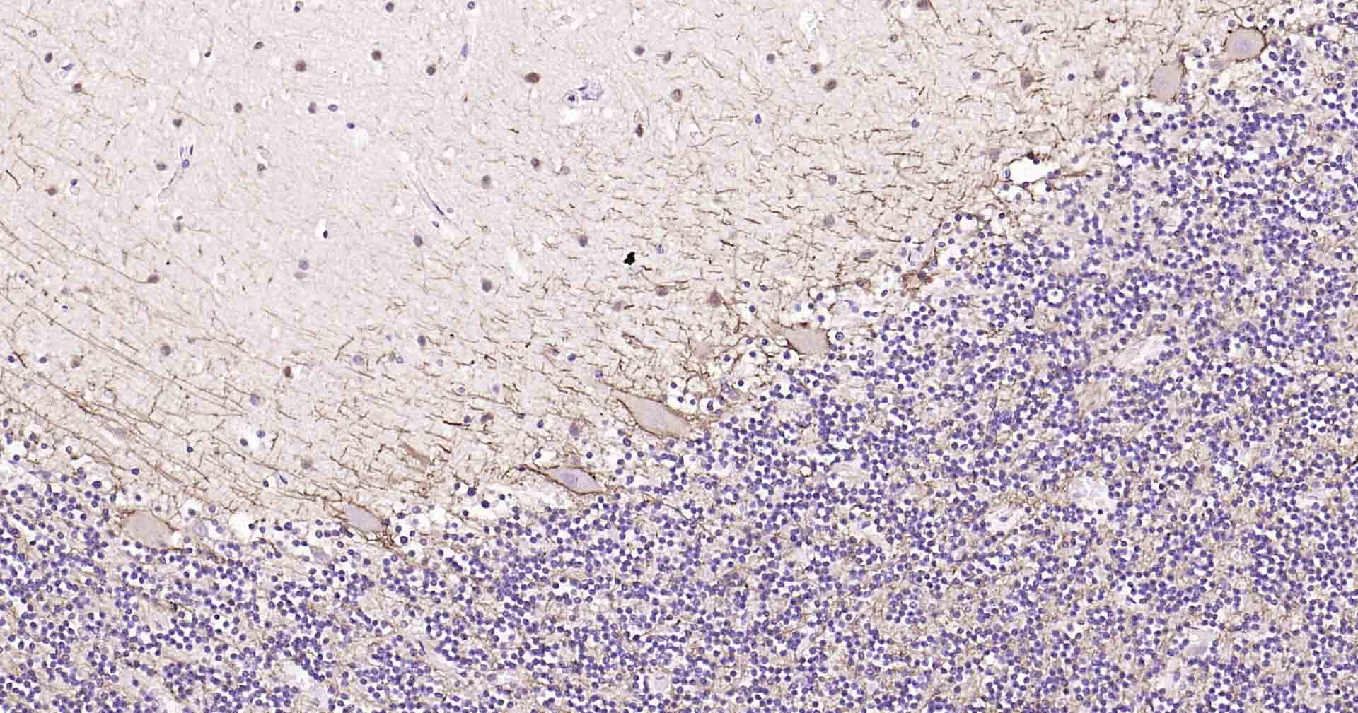 微管相关蛋白重组兔单抗-bsm-52310R