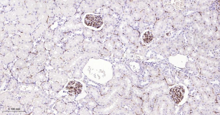 CD34重组兔单抗-bsm-60829R