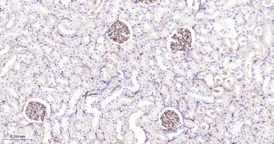 CD34重组兔单抗-bsm-60829R