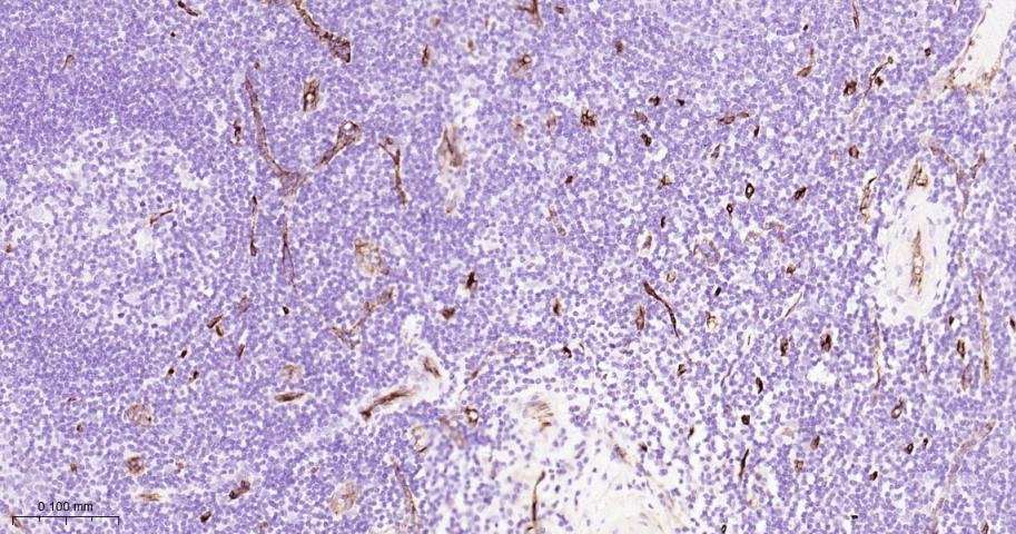 CD34重组兔单抗-bsm-60829R