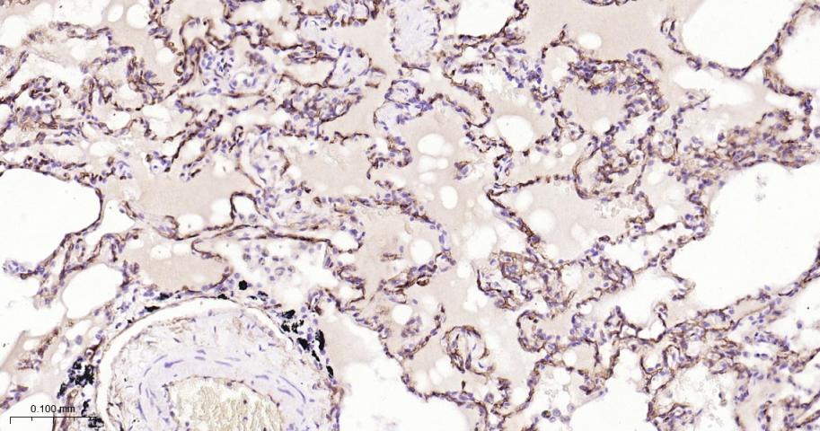CD34重组兔单抗-bsm-60829R