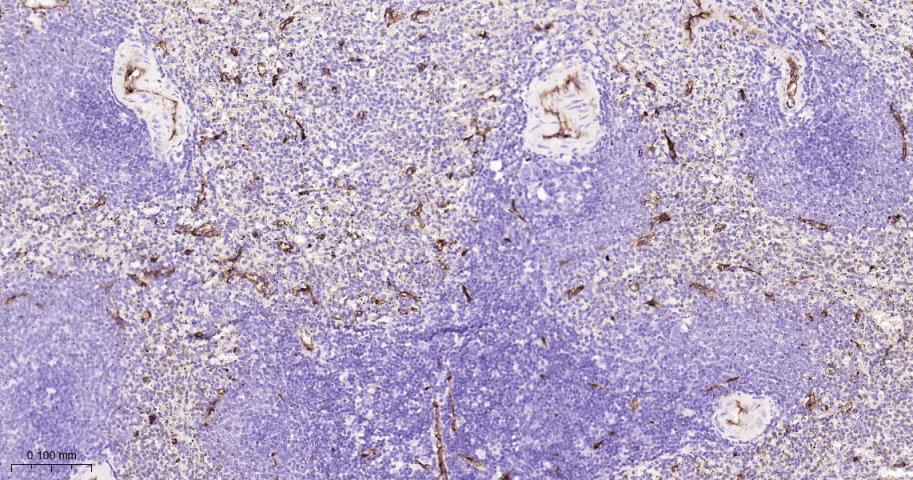 CD34重组兔单抗-bsm-60829R