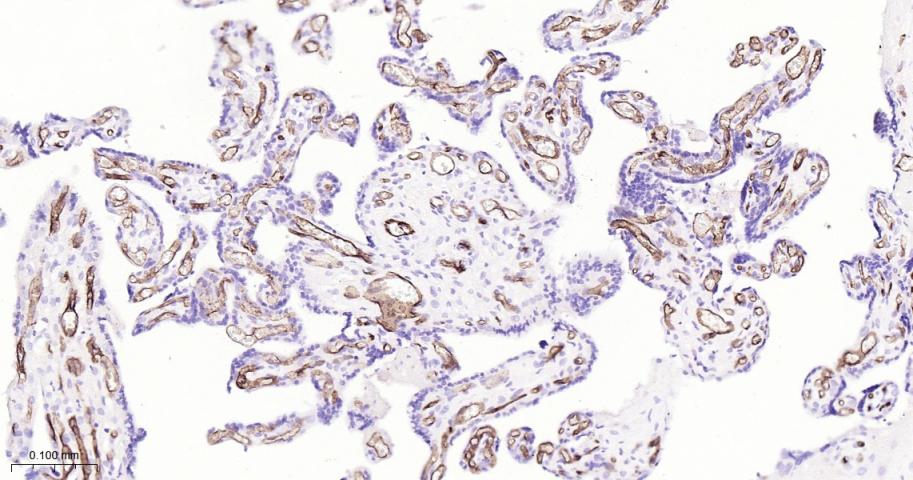 CD34重组兔单抗-bsm-60829R