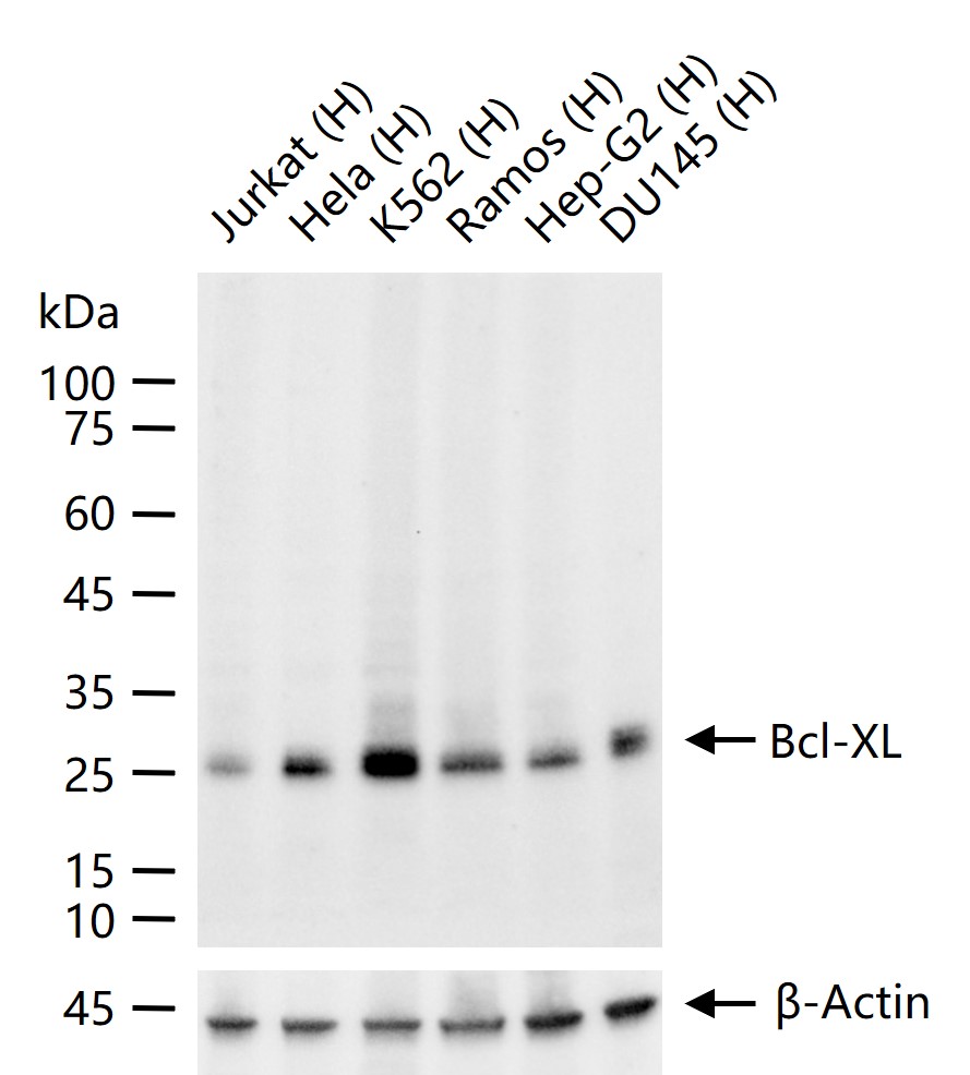 Bcl-xL蛋白重组兔单抗-bsm-61072R