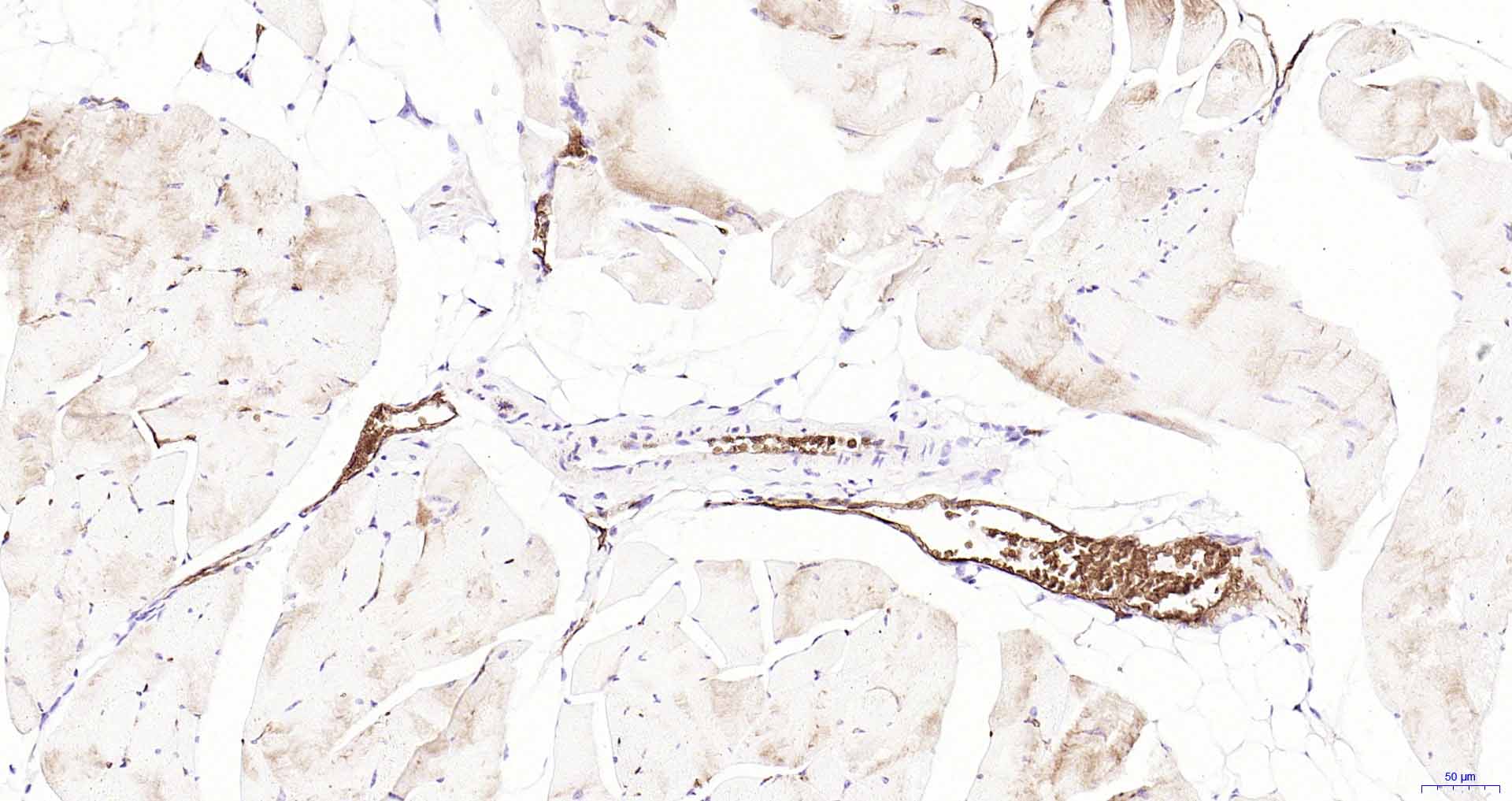 水通道蛋白1重组兔单抗-bsm-52909R