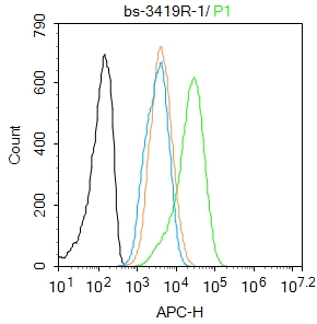 磷酸化细胞信号转导分子SMAD2抗体-bs-3419R